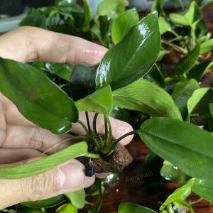 Anubias Barteri Var. Nana
