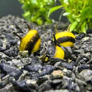 Horned Nerite snail