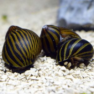 Zebra Snail Neritina Natalensis